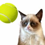 Cat Tennis Battle Meme MOD Unlimited Money 1.0.5