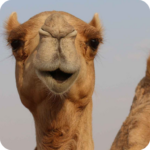Camel Wallpaper (MOD Unlocked All) 6.0