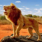 The Lion MOD Unlimited Money 1.2.6