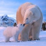 The Bear MOD Unlimited Money 1.2.2