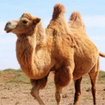 The Camel (MOD Unlimited Money) 1.2.5