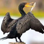 The Cormorant (MOD Unlimited Money) 1.2.1