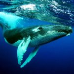 The Humpback Whales (MOD Unlimited Money) 1.1.5