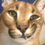 Survival with Floppa (MOD Unlimited Money) 2.5.6