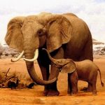 The Elephant (MOD Unlimited Money) 1.2.5