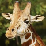 The Giraffe (MOD Unlimited Money) 1.2.7