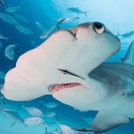 The Hammerhead Shark (MOD Unlimited Money) 1.2.2