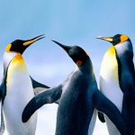 The Penguin (MOD Unlimited Money) 1.2.2