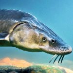 The Sturegon (MOD Unlimited Money) 1.2.6