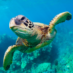 The Turtle (MOD Unlimited Money) 1.2.2