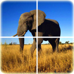 Animal Puzzle (MOD Unlimited Money) 1.4.1