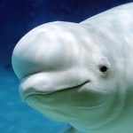 The Beluga Whale (MOD Unlimited Money) 1.2.2