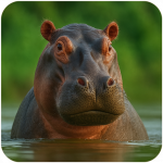 The Hippo (MOD Unlimited Money) 1.2.3