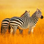 The Zebra (MOD Unlimited Money) 1.2.8