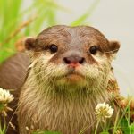 The Otter (MOD Unlimited Money) 1.2.4