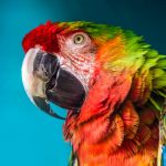 The Parrot (MOD Unlimited Money) 1.2.5