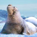 The Seal Elephant (MOD Unlimited Money) 1.2.4