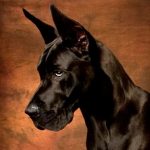Great Dane Dog Simulator 3D (MOD Unlimited Money) 1.3.1