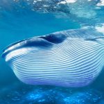 The Blue Whale MOD Unlimited Money 1.1.3